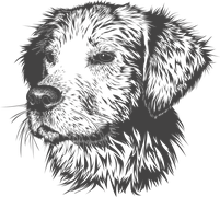 Hund Hund