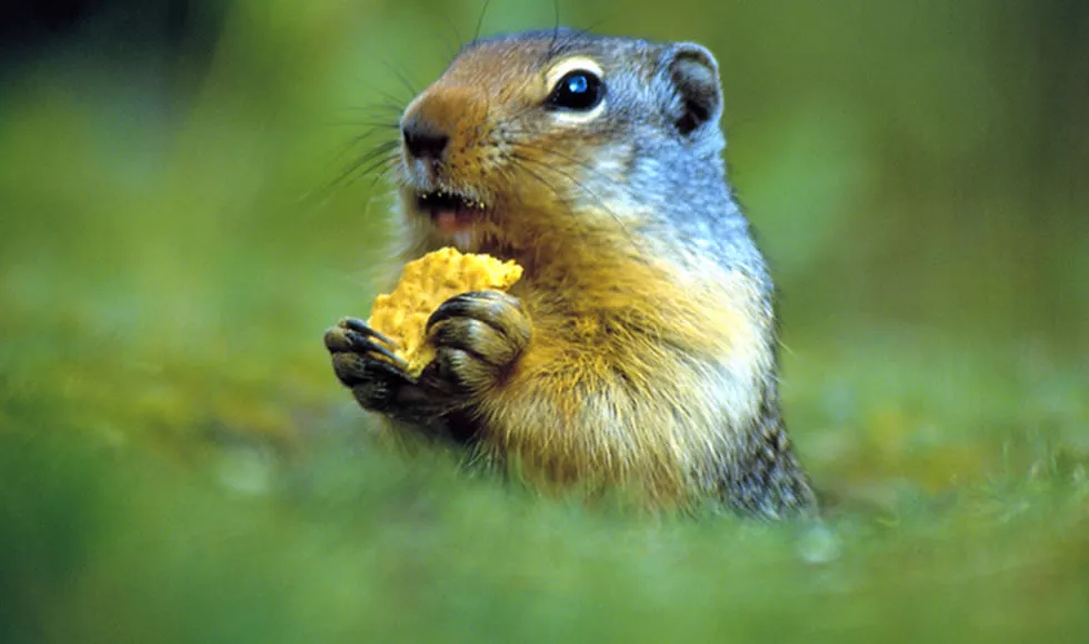 Murmeltier Murmeltier
